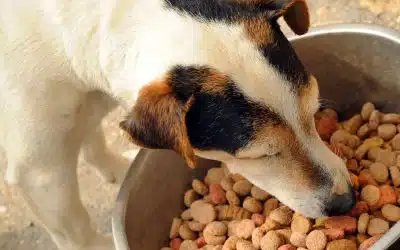 croquettes pour chiens