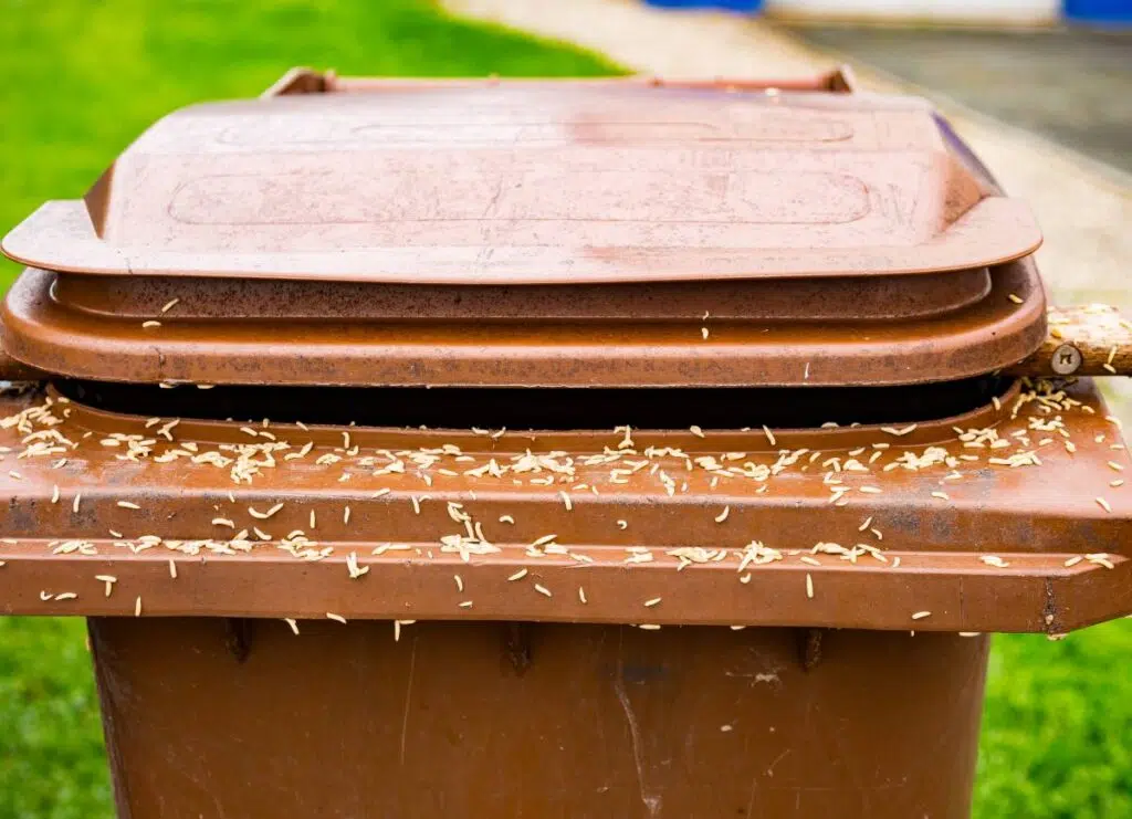 éliminer les vers de poubelles